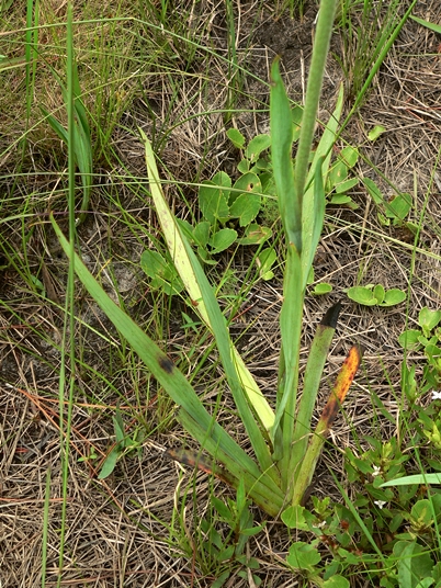 {Lachnanthes caroliniana}